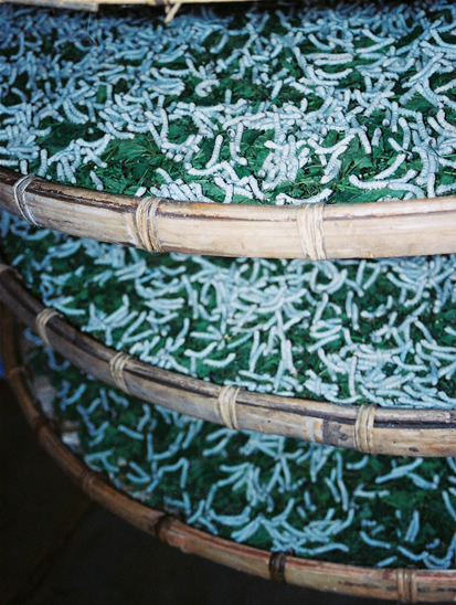 silk worms vietnam